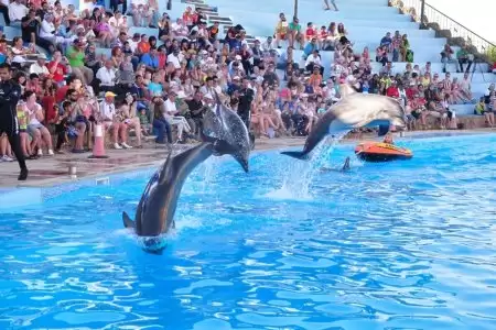 Dolphin show in Hurghada